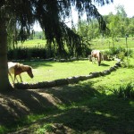 IMG_3356