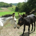 cascina_vacarito_340